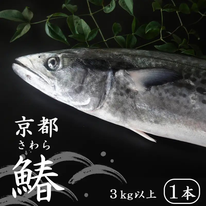  【11月～3月発送】 漁師直送！！ 一本釣り 京都鰆 3kg さわら