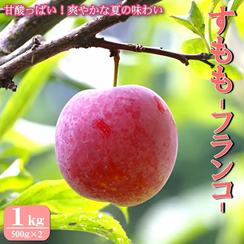 先行予約 すもも（フランコ）1kg ※6月中旬～7月中旬頃に順次発送予定【期間限定・2026/6/20まで】 / スモモ お取り寄せ 期間限定 夏 フルーツ 果物 サンタローザ 和歌山県 田辺市【mtm008-1】