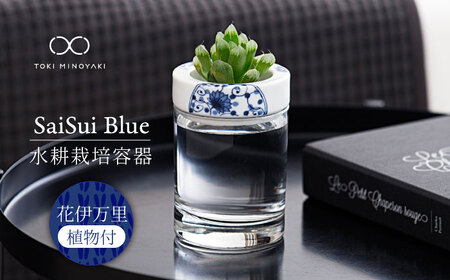 【美濃焼】SaiSui Blue（花伊万里）植物付き【大東亜窯業】インテリア 雑貨 観葉植物 多肉植物 サボテン グリーン 水で育てる 省スペース 手軽 簡単 初心者 写真映え かわいい おしゃれ [MAG065]