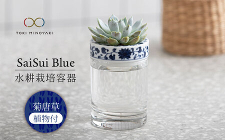 【美濃焼】SaiSui Blue（菊唐草）植物付き【大東亜窯業】インテリア 雑貨 観葉植物 多肉植物 サボテン グリーン 水で育てる 省スペース 手軽 簡単 初心者 写真映え かわいい おしゃれ [MAG066]