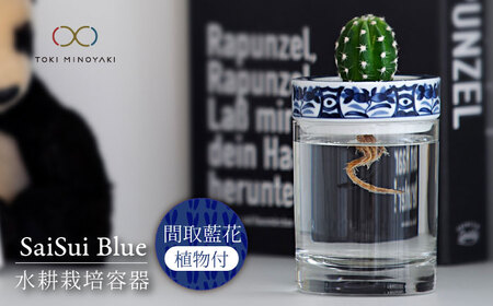 【美濃焼】SaiSui Blue（間取藍花）植物付き【大東亜窯業】インテリア 雑貨 観葉植物 多肉植物 サボテン グリーン 水で育てる 省スペース 手軽 簡単 初心者 写真映え かわいい おしゃれ [MAG068]