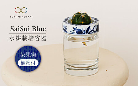 【美濃焼】SaiSui Blue（染果実）植物付き【大東亜窯業】インテリア 雑貨 観葉植物 多肉植物 サボテン グリーン 水で育てる 省スペース 手軽 簡単 初心者 写真映え かわいい おしゃれ [MAG069]