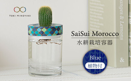 【美濃焼】SaiSui Morocco（Blue）植物付き【大東亜窯業】インテリア 雑貨 観葉植物 多肉植物 サボテン グリーン 水で育てる 省スペース 手軽 簡単 初心者 写真映え かわいい おしゃれ [MAG071]