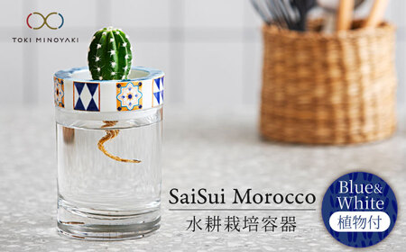 【美濃焼】SaiSui Morocco（Blue＆White）植物付き【大東亜窯業】インテリア 雑貨 観葉植物 多肉植物 サボテン グリーン 水で育てる 省スペース 手軽 簡単 初心者 写真映え かわいい おしゃれ [MAG072]