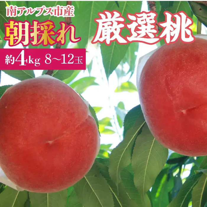 ＜2026年発送先行予約＞厳選！南アルプス市産　朝採れ桃　約4kg（8～12玉） ALPDD007
