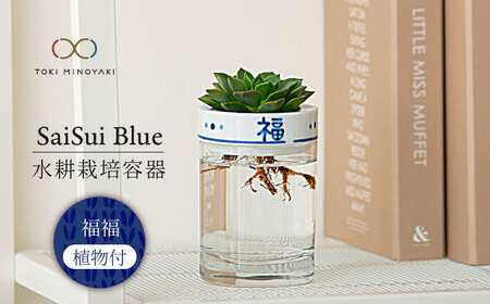 【美濃焼】SaiSui Blue（福福）植物付き【大東亜窯業】インテリア 雑貨 観葉植物 多肉植物 サボテン グリーン 水で育てる 省スペース 手軽 簡単 初心者 写真映え かわいい おしゃれ [MAG067]