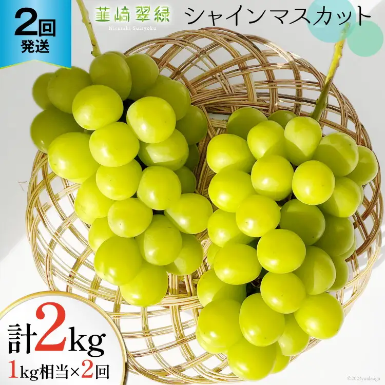 【2026年発送 定期便 】【2回発送】シャインマスカット 予約 1kg 相当× 2回 計 2kg シャイン 山梨 やまなし フルーツ 果物 くだもの ぶどう ブドウ 葡萄 種なし 山梨県産 期間限定 季節限定 NS-1013 [韮崎翠緑 山梨県 韮崎市 20743498]