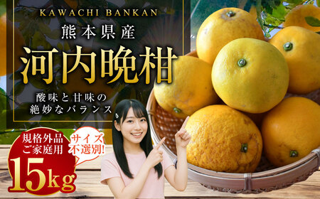 【規格外品】河内晩柑 ご家庭用 15kg サイズ不選別【2026年3月下旬～6月下旬発送予定】 晩柑 柑橘 晩柑 くだもの 果物 フルーツ