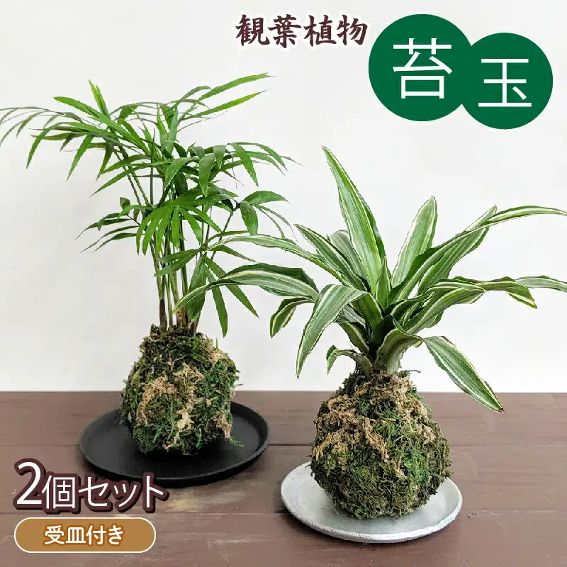 観葉植物 こけ玉 2個  観葉植物