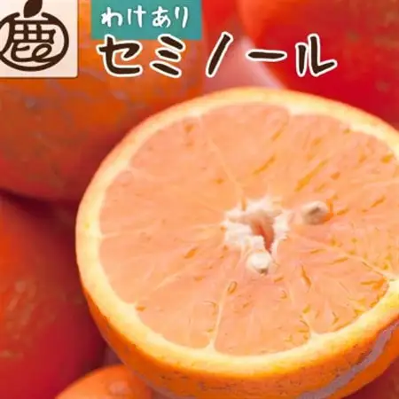 家庭用 セミノールオレンジ5kg+250g(傷み補償分)【春みかん】【訳あり】【光センサー選果】【配送不可地域：離島・北海道・沖縄県】【1345582】