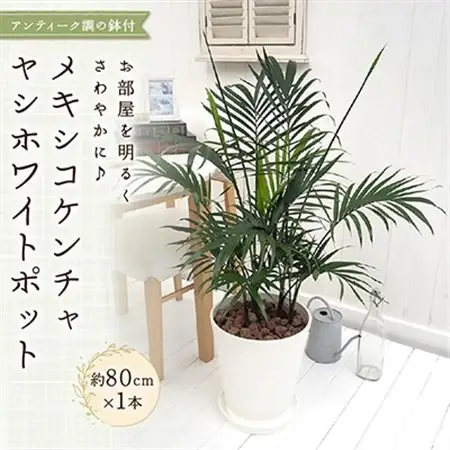 観葉植物 インテリア メキシコケンチャヤシ ホワイトポット 約80cm×1_花・観葉植物 観葉植物・苗木  _【配送不可地域：北海道・東北】【1145769】