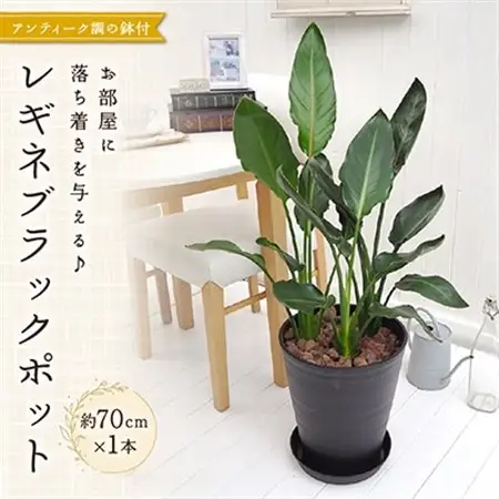 レギネブラックポット_花・観葉植物 観葉植物・苗木  _【配送不可地域：北海道・東北】【1145770】