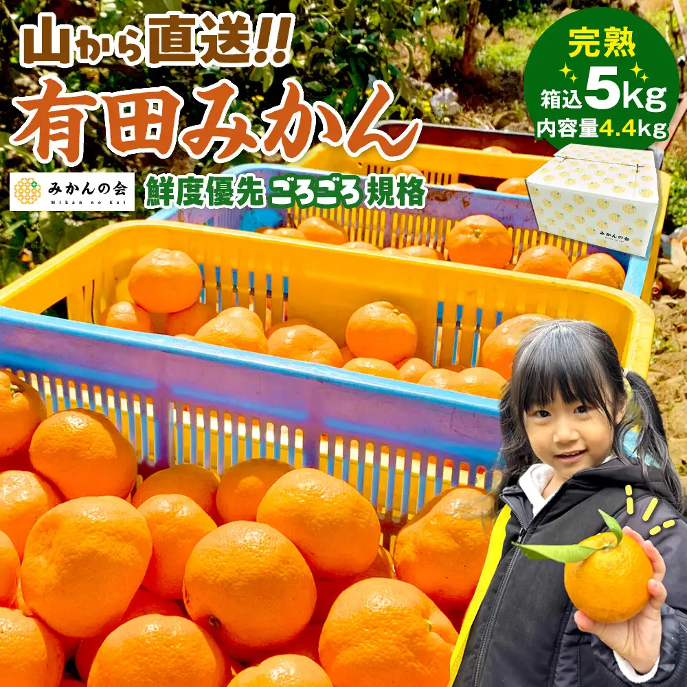 有田みかん 訳あり みかん 約4.4kg 和歌山県産