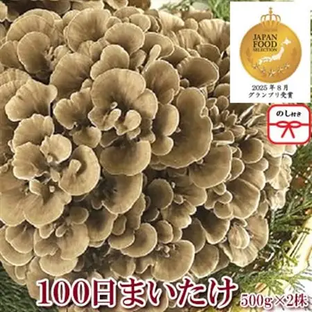 【のし付き】100日まいたけ 500g×2株【配送不可地域：離島・沖縄県】【1429424】