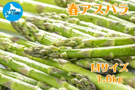 【2026年春発送】寅福菜園の朝採り春アスパラ　M（1.6㎏）　グリーンアスパラ　朝採れ　農家直送　新鮮　甘い　春野菜　旬野菜　特産品　北海道産