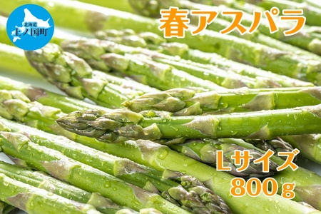 【2026年春発送】寅福菜園の朝採り春アスパラ　L（800g）　グリーンアスパラ　朝採れ　農家直送　新鮮　甘い　春野菜　旬野菜　特産品　北海道産
