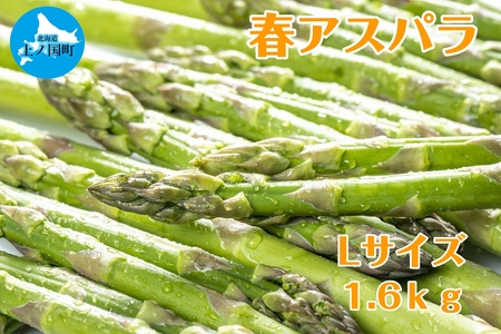【2026年春発送】寅福菜園の朝採り春アスパラ　L（1.6㎏）　グリーンアスパラ　朝採れ　農家直送　新鮮　甘い　春野菜　旬野菜　特産品　北海道産