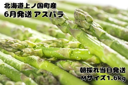 【2026年6月発送】寅福菜園の朝採り6月限定アスパラ　M（1.6㎏）　グリーンアスパラ　朝採れ　農家直送　新鮮　ジューシー　特産品　北海道産