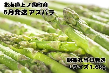 【2026年6月発送】寅福菜園の朝採り6月限定アスパラ　L（1.6㎏）　グリーンアスパラ　朝採れ　農家直送　新鮮　ジューシー　特産品　北海道産