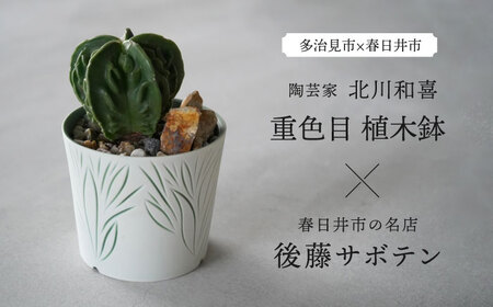 多治見市×春日井市コラボ 【美濃焼】 陶芸家「北川和喜」 重色目 植木鉢 × 【日本有数のサボテンの生産地】 春日井市の名店 後藤サボテン 【井澤コーポレーション】[TBP176]