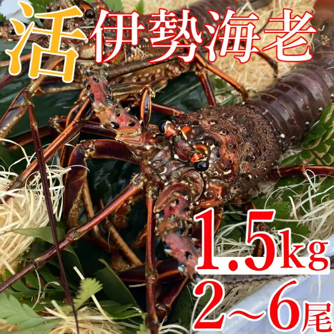 【 予約受付 令和8年9月16日以降発送 】活伊勢海老 (軍手付き) 2～6尾 約1.5kg【イセエビ 伊勢海老】