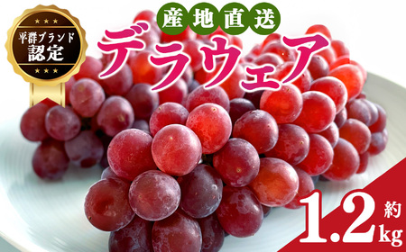 デラウェア L～2L 約1.2kg | フルーツ ぶどう 葡萄 ブドウ デラウェア 奈良県 平群町