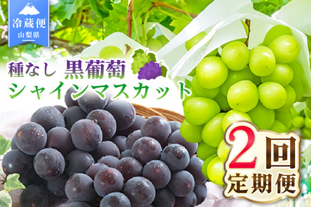 【2026年発送 先行予約】2回定期便 旬のフルーツ定期便（種無し黒葡萄2～3房・シャインマスカット2～3房） 180-008-26y