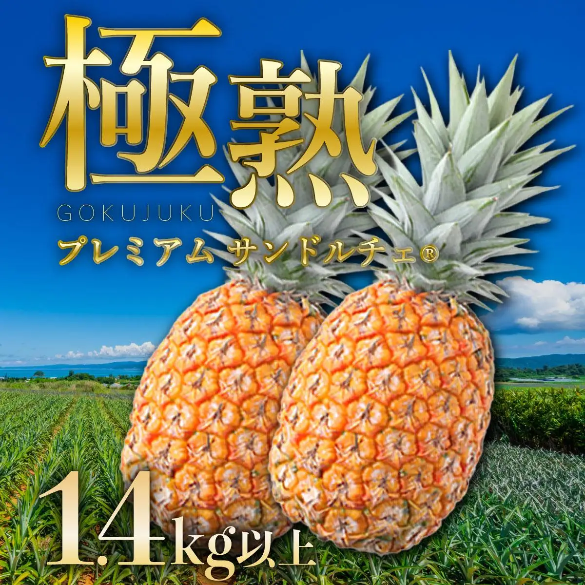 GOKUJUKU-極熟プレミアムサンドルチェ(R) 1.4kg以上 