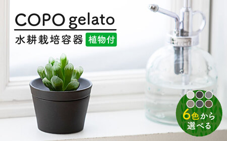 【美濃焼】＜色が 選べる＞COPO（ジェラート）植物付き【大東亜窯業】インテリア 雑貨 観葉植物 多肉植物 サボテン グリーン 水で育てる 省スペース 手軽 簡単 初心者 写真映え かわいい おしゃれ [MAG073]
