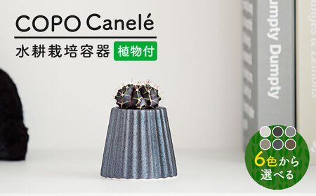 【美濃焼】＜色が 選べる＞COPO（カヌレ）植物付き【大東亜窯業】インテリア 雑貨 観葉植物 多肉植物 サボテン グリーン 水で育てる 省スペース 手軽 簡単 初心者 写真映え かわいい おしゃれ [MAG074]