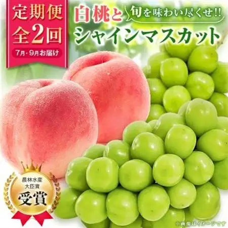 【発送月固定定期便】【農林水産大臣賞受賞!!】山梨の白桃とシャインマスカットの全2回　各1kg以上_甘いシャインマスカット あまいシャインマスカット 美味しいシャインマスカット おいしいシャインマスカット 人気のシャインマスカット 瑞々しいシャインマスカット _【配送不可地域：離島・沖縄県】【4005369】