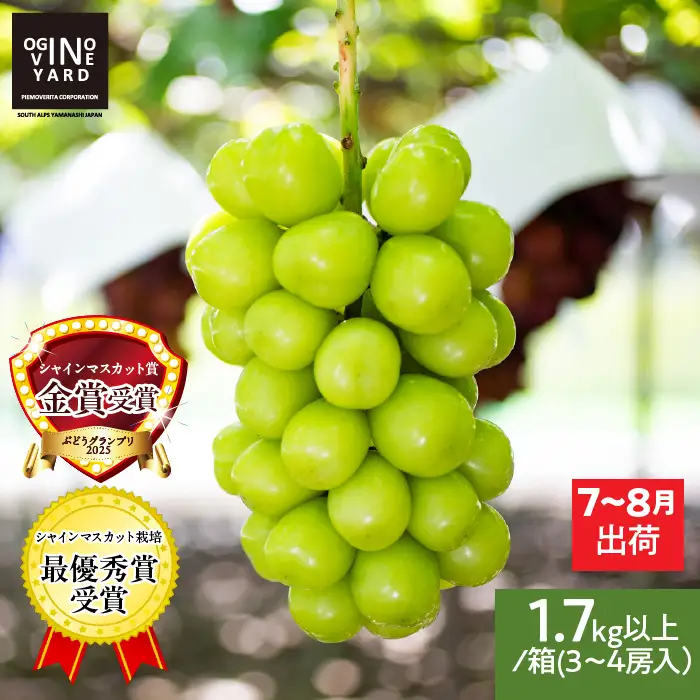【2026年先行予約_7月上旬～発送】山梨県産早期出荷シャインマスカット 1.7kg以上／箱 3～4房入 ALPAK011｜シャインマスカット
