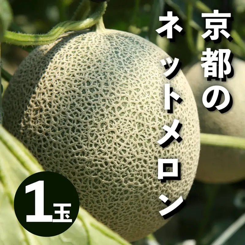 メロン／果物【先行予約／数量限定100】アールスメロン（ネットメロン） 1玉（2026年7月上旬～発送）フルーツ・果物・メロン
