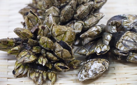 【素潜り漁師直送】海の珍味！カメノテ1kg　獲りたてをお届けします！【skmn010】