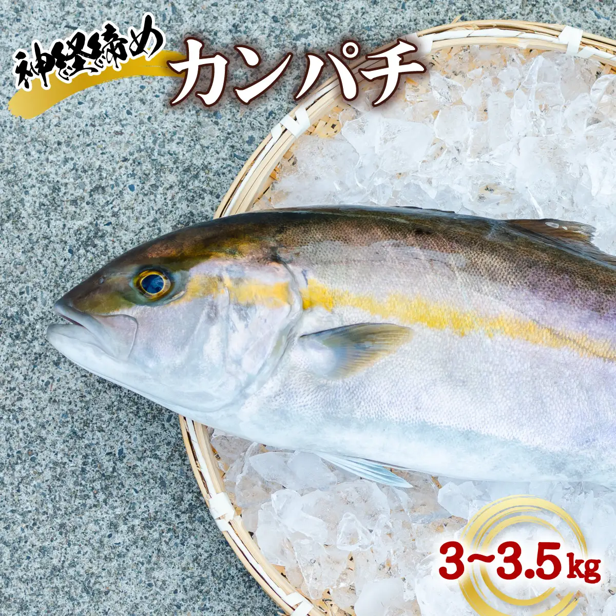 カンパチ 神経締め 3～3.5kg 1尾 かんぱち 勘八 鮮魚 産地直送 冷蔵 養殖 国産