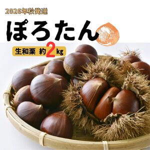 生栗「ぽろたん」約2kg  2026年9月中旬発送