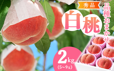 令和8年産 先行予約 有機質肥料栽培 白桃 2kg（5～9玉） 秀品 品種おまかせ 山形県産 【2026年8月下旬頃～9月下旬頃発送予定】　012-B-AF007