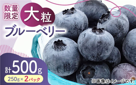 先行予約 大粒 ブルーベリー 約500g（約250g×2pc） 【すみれファーム】果物 フルーツ くだもの 生ブルーベリー 大粒 小分け 熊本県産 [ZEP001]