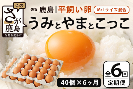 【定期便 6回】平飼い卵「うみとやまとこっこ」上田養鶏場 たまご40個 × 6ヶ月【合計240個】佐賀県鹿島産 卵 タマゴ H-28