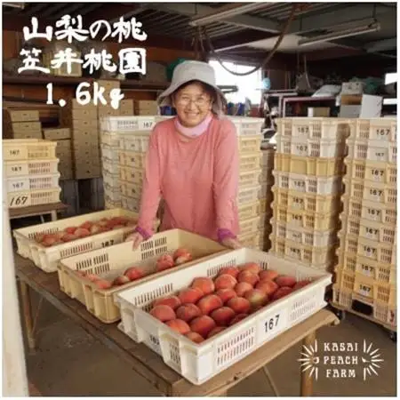 【2026年発送】厳選朝採り桃 山梨の笠井桃園の桃 1.6kg【配送不可地域：離島】【1456448】