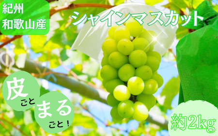 シャインマスカット 約2kg　紀州和歌山産【2026年8月下旬頃～2026年9月上旬頃に順次発送予定】【UT78】【Z91110-uot798】
