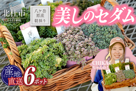 北杜市八ヶ岳産美しの多肉～セダムアソート～ [h235]