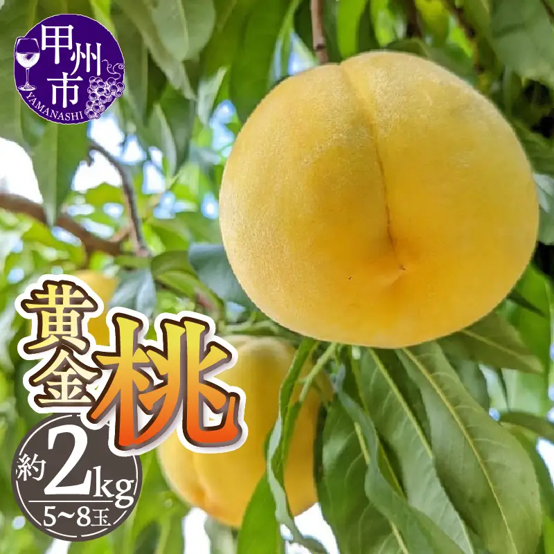 厳選！山梨県甲州市産 黄金桃 約2kg【2026年発送】（THR）B-805 桃 フルーツ