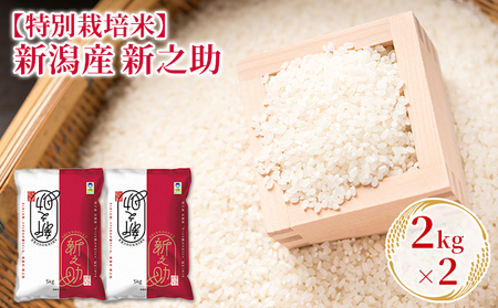 【特別栽培米】新潟産新之助 2kg×2 お米 精米 白米 ご飯 ブランド米 銘柄米 おにぎり お弁当 産地直送 