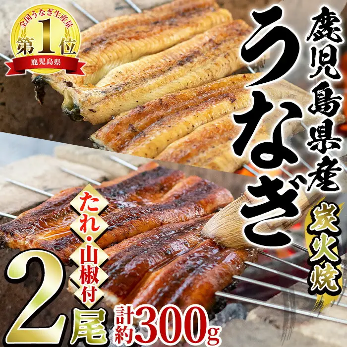 東串良町のうなぎ炭火蒲焼、白焼(無頭)(2尾・計約300g・タレ、山椒付) うなぎ 高級 ウナギ 鰻 国産 白焼き 鹿児島 ふるさと 人気【アクアおおすみ】【0174321a】