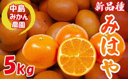 【2026年12月中旬頃から順次発送】みはや 家庭用5kg 新品種 紅いダイヤ 数量選択可 中島みかん農園｜先行予約 みかん 蜜柑 柑橘 甘い 中島 温州 数量 限定 愛媛 松山【NM0071】