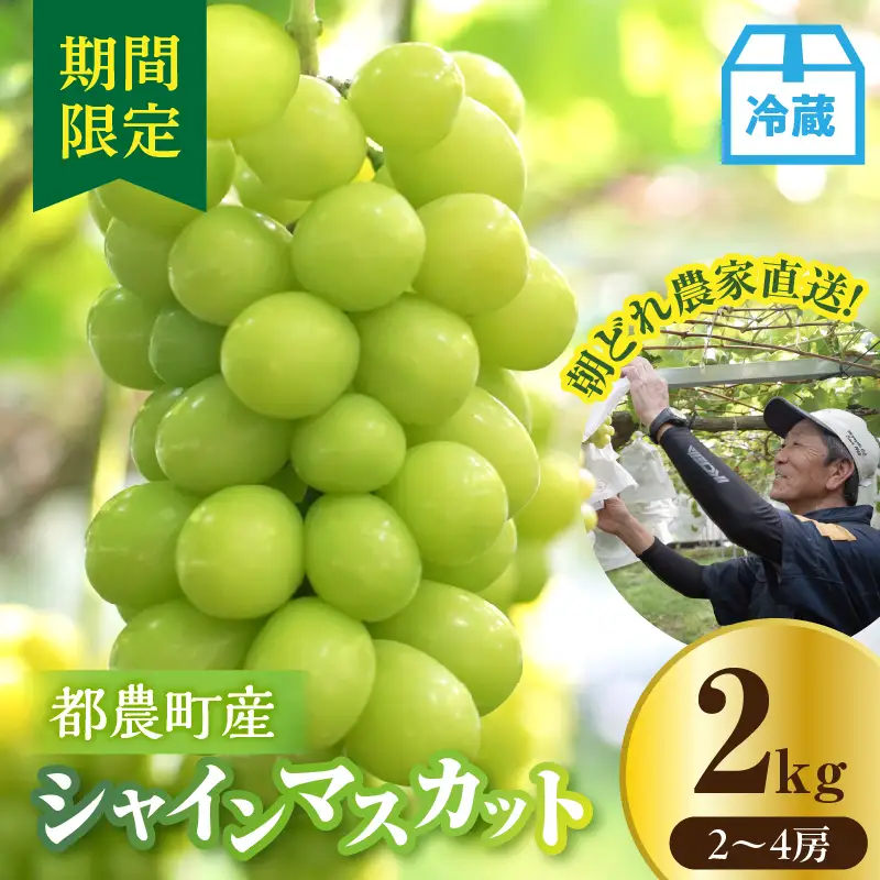 先行予約≪期間限定≫都農町産シャインマスカット(計2kg) ぶどう 果物 国産_T010-0015
