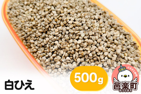 白ひえ 玄ひえ 500g×1袋 サイトウ・コーポレーション 飼料