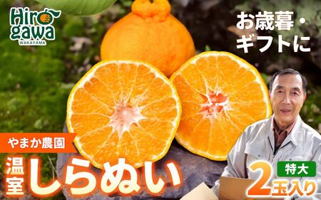 温室 不知火 （ しらぬい ） 2玉入 / デコポン ハウス栽培 甘い 和歌山 柑橘 お歳暮 ※2026年11月下旬〜2026年12月下旬に順次発送 【ymk006-p-2】