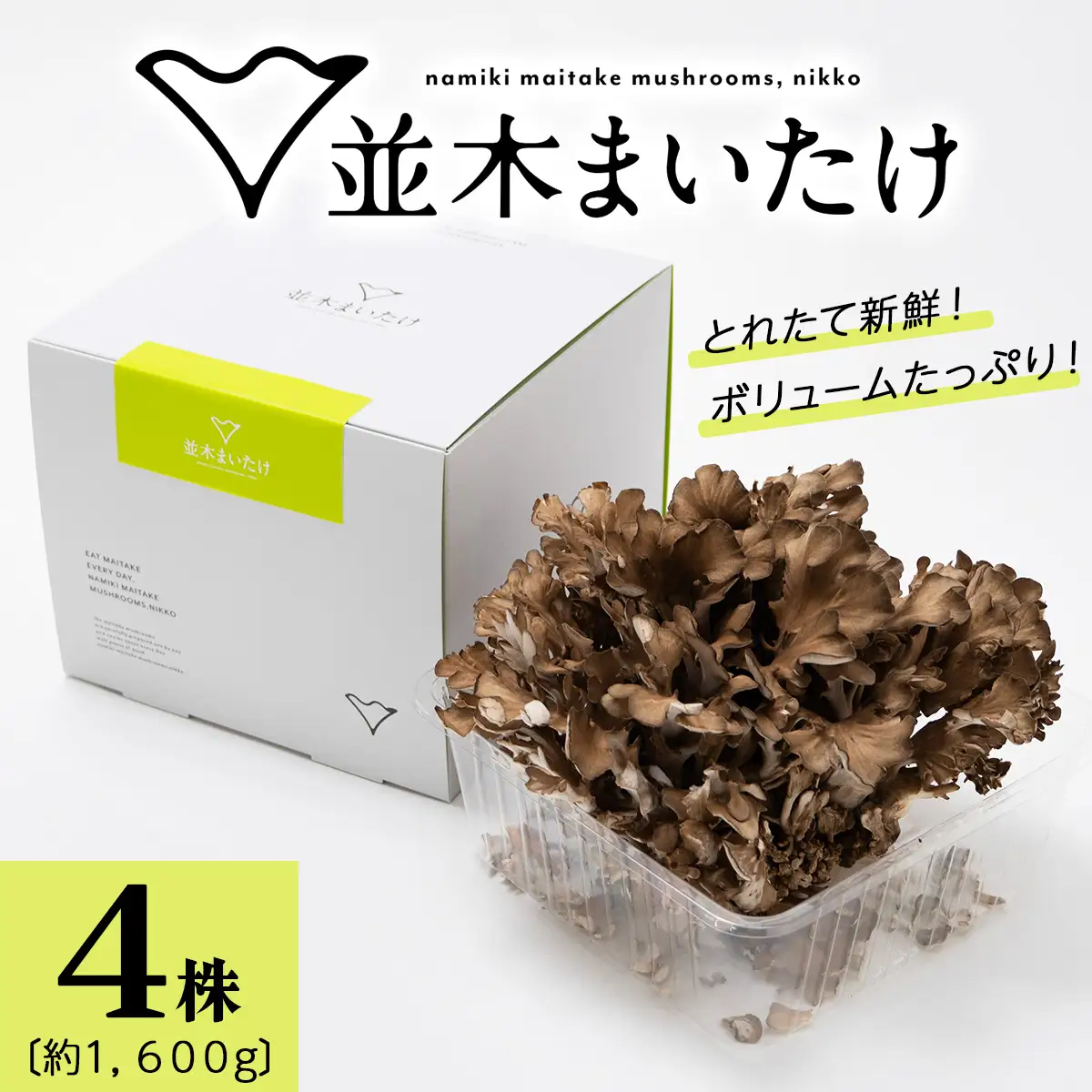 とれたて新鮮！福田きのこ園の『日光並木まいたけ』4株 箱入り (約1600g) [0325]